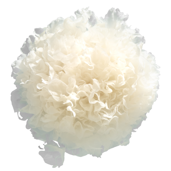 Champignon des neiges